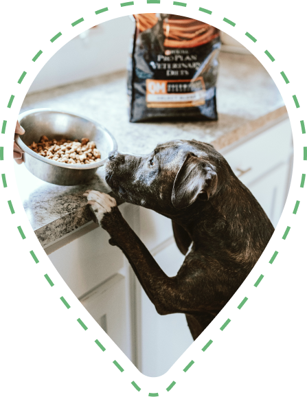 An image of a dog trying to swipe a bowl of food off a kitchen counter.